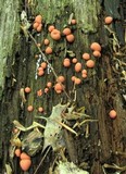 Lycogala epidendrum image