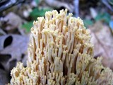Ramaria flavigelatinosa image