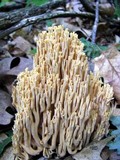 Ramaria flavigelatinosa image