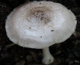 Pluteus petasatus image