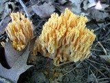 Ramaria flava image