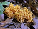 Ramaria flava image