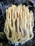 Ramaria flava image