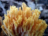 Ramaria flava image