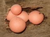 Lycogala epidendrum image