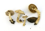 Inocybe geophylla image