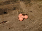 Lycogala epidendrum image