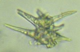 Stropharia hornemannii image