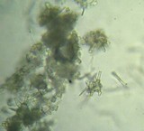 Stropharia hornemannii image