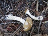 Stropharia hornemannii image