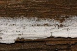 Ceratiomyxa fruticulosa var. fruticulosa image