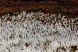 Ceratiomyxa fruticulosa var. fruticulosa image