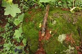Xeromphalina tenuipes image