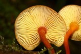 Xeromphalina tenuipes image
