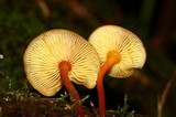 Xeromphalina tenuipes image