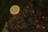 Sticta beauvoisii image