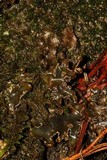 Sticta beauvoisii image