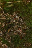 Sticta beauvoisii image