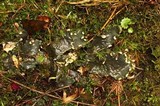 Peltigera austroamericana image
