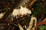 Peltigera austroamericana image