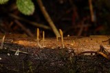 Dacryopinax spathularia image