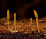 Dacryopinax spathularia image