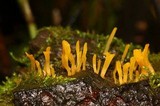 Dacryopinax spathularia image