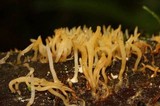 Dacryopinax spathularia image