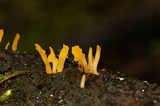 Dacryopinax spathularia image