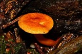 Hygrophoropsis aurantiaca image