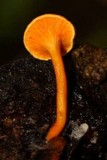 Hygrophoropsis aurantiaca image