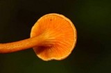 Hygrophoropsis aurantiaca image