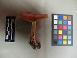Cortinarius armeniacus image