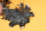 Sticta beauvoisii image