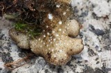 Sticta beauvoisii image