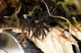Peltigera austroamericana image