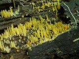 Mucronella flava image