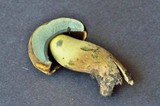 Boletus vermiculosoides image