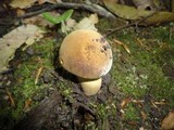 Boletus vermiculosoides image