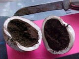 Gastropila fumosa image