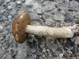 Leccinum rugosiceps image