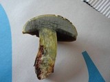 Boletus vermiculosoides image