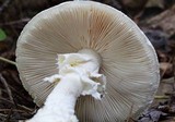 Amanita cokeri image