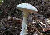 Amanita cokeri image