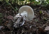 Amanita cokeri image