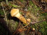 Cortinarius distans image