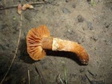 Cortinarius distans image