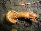 Cortinarius distans image