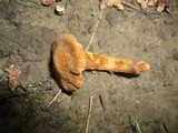 Cortinarius distans image