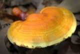 Ganoderma curtisii image